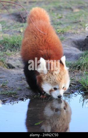 Red panda in Overloon zoo Stock Photo