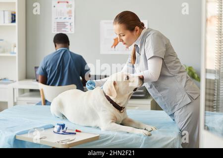 Young assistant of veterinarian bending over sick dog on medical table while vaccinating animal against male clinician in uniform Stock Photo