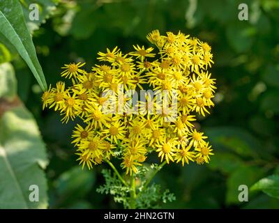 Closeup of yellow common ragwort flowers, Senecio jacobaea Stock Photo