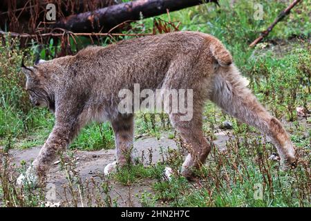 View of a lynx walking away from the camera Stock Photo