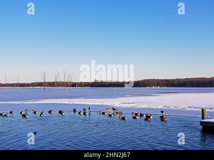 Group of Canada Geese swimming and walking in the frozen waters of the Manasquan Reservoir, in Howell, New Jersey-01 Stock Photo