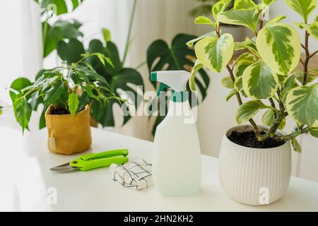 Spraying bottle standing near peperomia on the background of houseplants, rag and secateurs. Tools for home flowers care. Concept of home gardening at springtime. Stock Photo