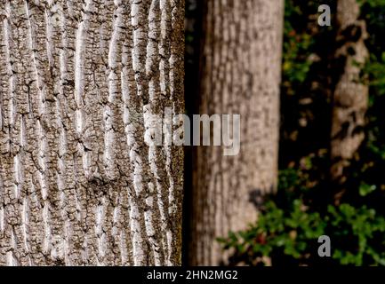 Bark of a winter tree in the forest Stock Photo