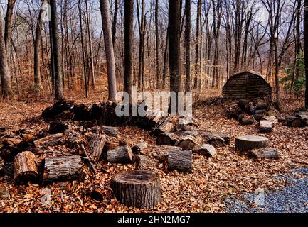 Wood pile and a village shack in the forest Stock Photo