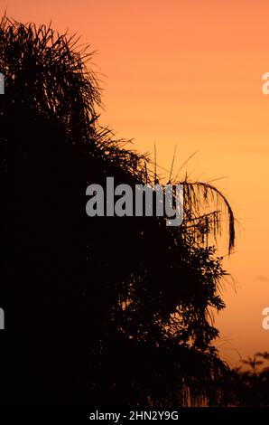 Palm trees silhouetted against an orange sunrise Stock Photo