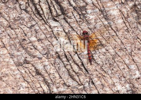 A Red Rock Skimmer dragonfly perches on the rock wall of a canyon. Stock Photo