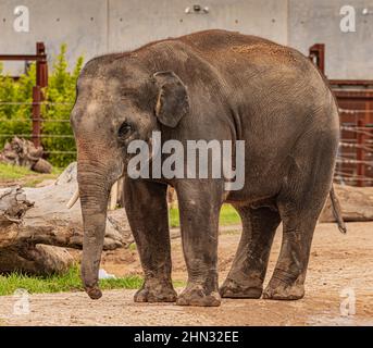 Animal with long trunk,tusks,large ear flaps, massive legs Stock Photo