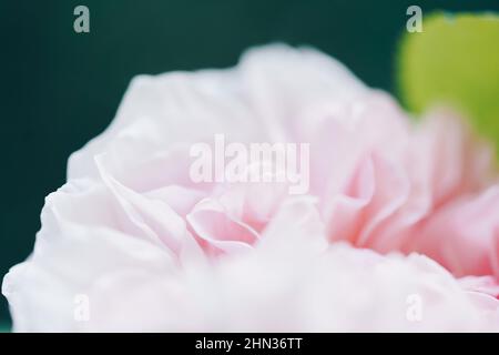 Defocused blurred pink color roses flowers background. Abstract flower backdrop. Macro of blurred pink petals texture, soft dreamy image. Stock Photo