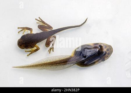 Peron's Tree Frog (top) and Green and Golden Bell Frog showing different stages of tadpole development Stock Photo