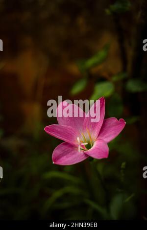 Vertical closeup shot of the pink Zephyranthes rosea plant on the blurry background Stock Photo