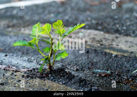 Trees that grew and grew from the cracks of the road. Stock Photo