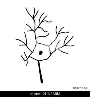 Nerve Cell Black and White Isolated Illustration Stock Vector