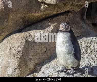 The Humboldt Penguin, Spheniscus humboldti, also termed Peruvian penguin, or patranca Stock Photo