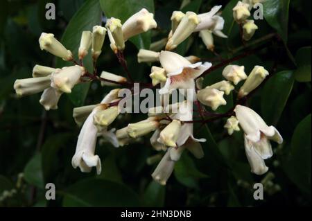 Wonga Vine (Pandorea Pandorana) is a spectacular native climber - especially when in flower. Found this growing over a tree in Jells Park, Victoria. Stock Photo