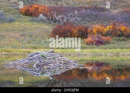 Beaver lodge in pond with pair of Canada Geese perched on top.