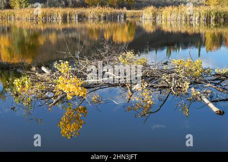 Beaver's food cache of aspen branches and leaves stored in a pond during autumn to provide a supply of food in cold weather. Populus tremuloides. Stock Photo