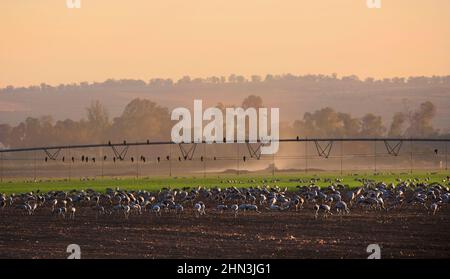 Common Cranes feeding at dawn in a farm field with irrigation system  in the Hula Valley, northern Israel. Grus grus. Stock Photo