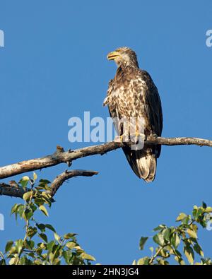 Immature bald eagle perched on a tree branch in a riparian forest with blue sky in Alberta, Canada. Haliaeetus leucocephalus Stock Photo