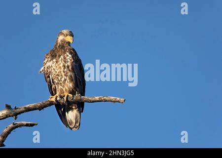 Immature bald eagle perched on a tree branch in a riparian forest in Alberta, Canada. Haliaeetus leucocephalus Stock Photo