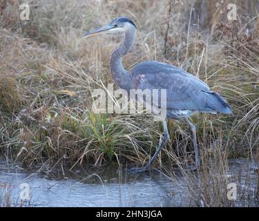 Great Blue Heron walking on ice over frozen pond in autumn. Ardea herodias Stock Photo