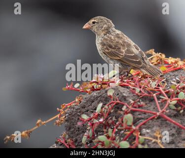 Small Ground Finch female bird perched on lava rock on Santa Fe Island in the Galapagos Islands. Geospiza fuliginosa Stock Photo