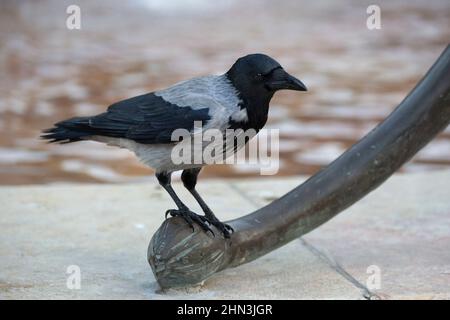 Hooded crow perched on a bronze lion's tail in Bloomfield Park, Yemin Moshe neighbourhood of Jerusalem. Corvus cornix Stock Photo