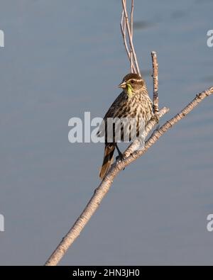 Red winged blackbird female bird carrying larva in beak back to the nest to feed to her nestlings. Agelaius phoeniceus Stock Photo