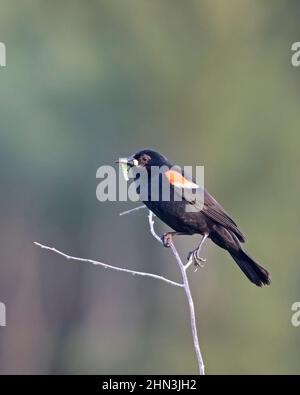Red winged blackbird male bird carrying larva in beak back to the nest to feed to his nestlings. Agelaius phoeniceus Stock Photo