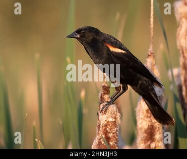 Red winged blackbird male bird on a perched on a cattail seed head at the edge of a pond. Agelaius phoeniceus Stock Photo