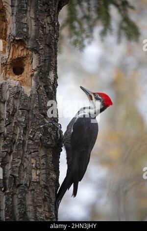 Pileated Woodpecker male bird perched on Balsam Poplar tree with pecked hole in mixed forest. Dryocopus pileatus, Populus balsamifera Stock Photo