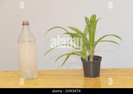 A houseplant like Billbergia and a bottle of tap water concept Stock Photo