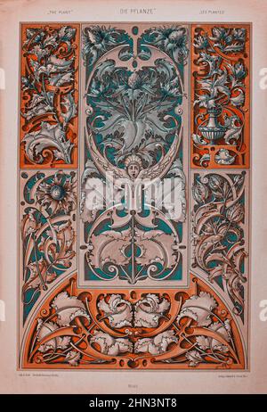 Art Nouveau Lithograph print by Anton Sedar. Plant series. 1900 Anton Johann Nepomuk Seder (1850 - 1916) was a German painter and decorator, Professor Stock Photo