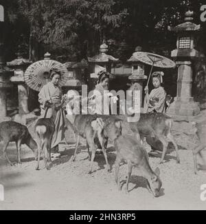 Vintage photo of Japan in Meiji era. Feeding the gentle deer in the old park at Nara. Japan. 1906 Stock Photo