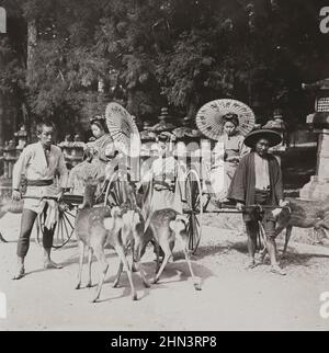 Vintage photo of Japan in Meiji era. Feeding the gentle deer in the old park at Nara. Japan. 1906 Stock Photo