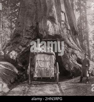 Vintage photo of President Roosevelt amid 'Nature's Wonders' - driving through Wawona, Big Trees of California. USA. July 1903 Stock Photo