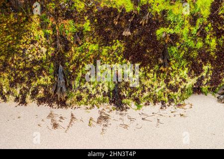 Growing seaweed on a sandy beach Stock Photo