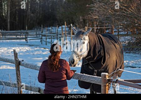 Umea, Norrland Sweden - February 2, 2020: little girl feeds a horse Stock Photo