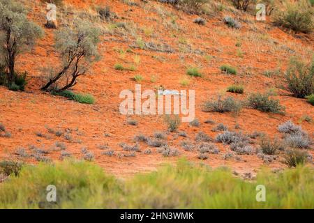 Kgalagadi desert in Botswana. Art wildlife nature, cat in wilderness. Wild spotted cat in the wild. African safari, Leopard, Panthera pardus, walking Stock Photo