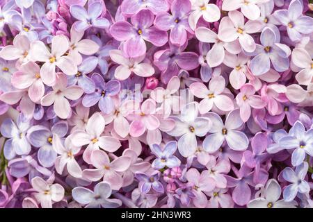 Macro image of different  Lilac flowers. Gentle floral background. Selective focus Stock Photo