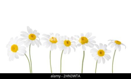 Chamomiles isolated on white background.  Floral border. Selective focus. Stock Photo