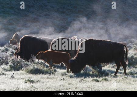 American Bison (Bison bison) in  early morning light, Lamar Valley, Yellowstone NP, Wyoming Stock Photo