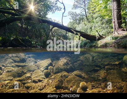 Fallen tree trunk on river in the forest, split level view over and under water surface, Spain, Galicia, Pontevedra province Stock Photo