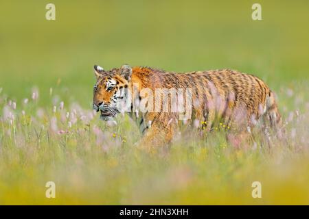 Tiger with pink and yellow flowers. Amur tiger sitting in the grass. Flowered meadow with dangerous animal. Wildlife from summer Russia. Stock Photo