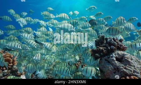 School of fish underwater in the ocean ( convict surgeonfish Acanthurus triostegus), south Pacific, Oceania Stock Photo