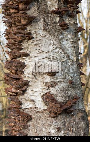 Old, dead, brown fruiting bodies of Smoky polypore, also knwon as Smoky bracket, on the dead, decaying stem of a Birch tree Stock Photo