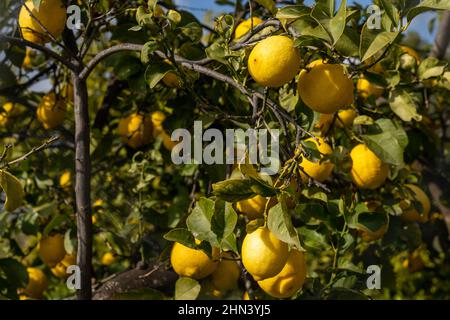 Many organic lemons ripening and hanging from the branches of a healthy lemon tree under a blue sky Stock Photo