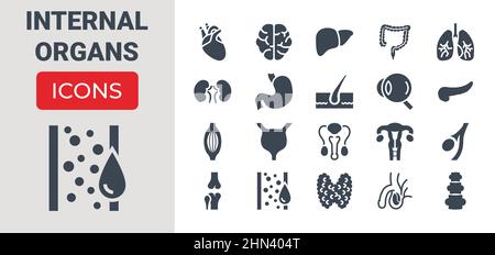 Internal Organs Icons Set Stock Vector