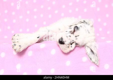 English Setter. Puppy sleeping on a pink blanket with polka dots. Germany Stock Photo