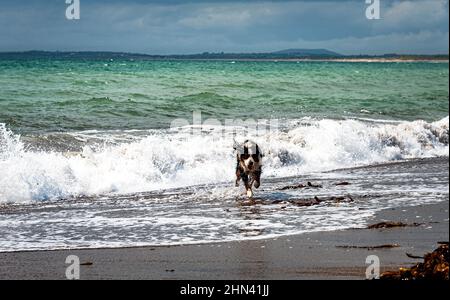 Free animal joy: active dog running from sea waves. Pet Bernese Mountain Dog or puppy playing with a strong ocean weave. Freedom and happiness concept Stock Photo