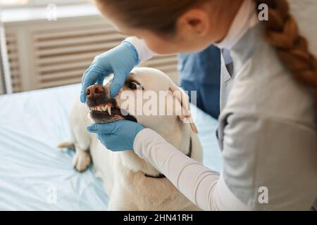 Gloved hands of young nurse of animal hospital checking teeth of labrador dog patient lying on medical table during examination Stock Photo